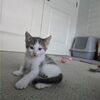 popshoptart